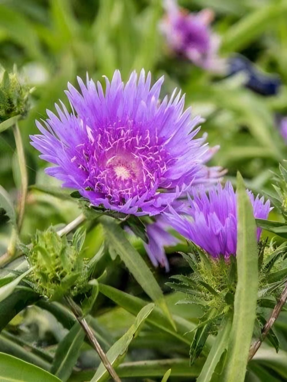 Stokesia laevis Mel's Blue