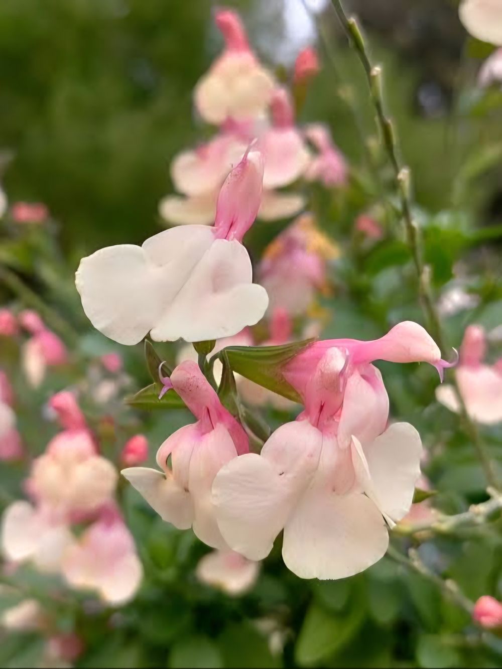 Salvia Candleglow (14cm)
