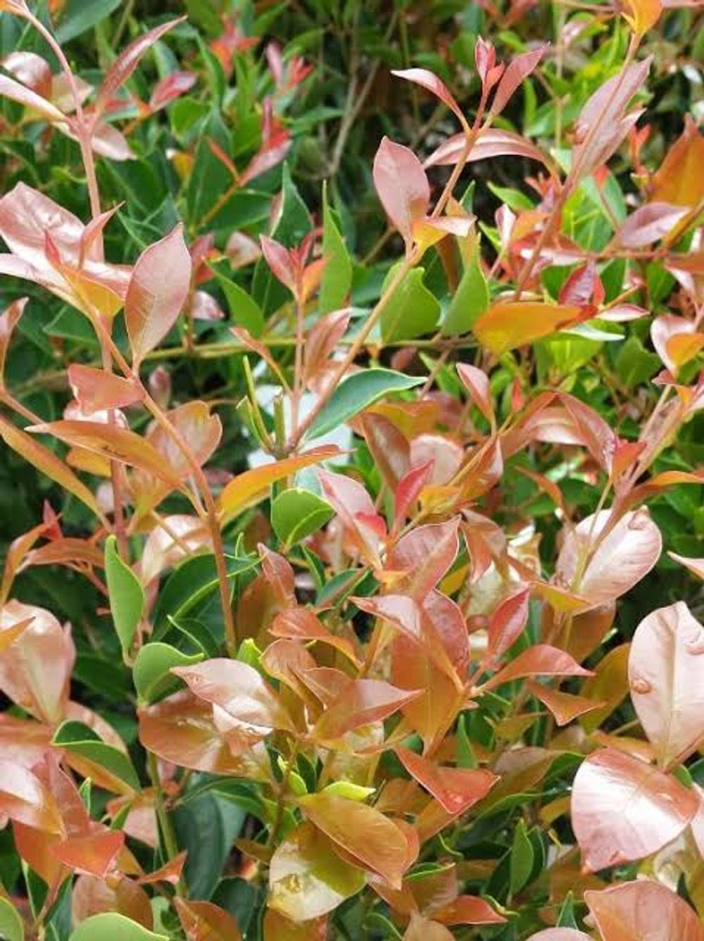 Acmena smithii Fire Screen (17cm)