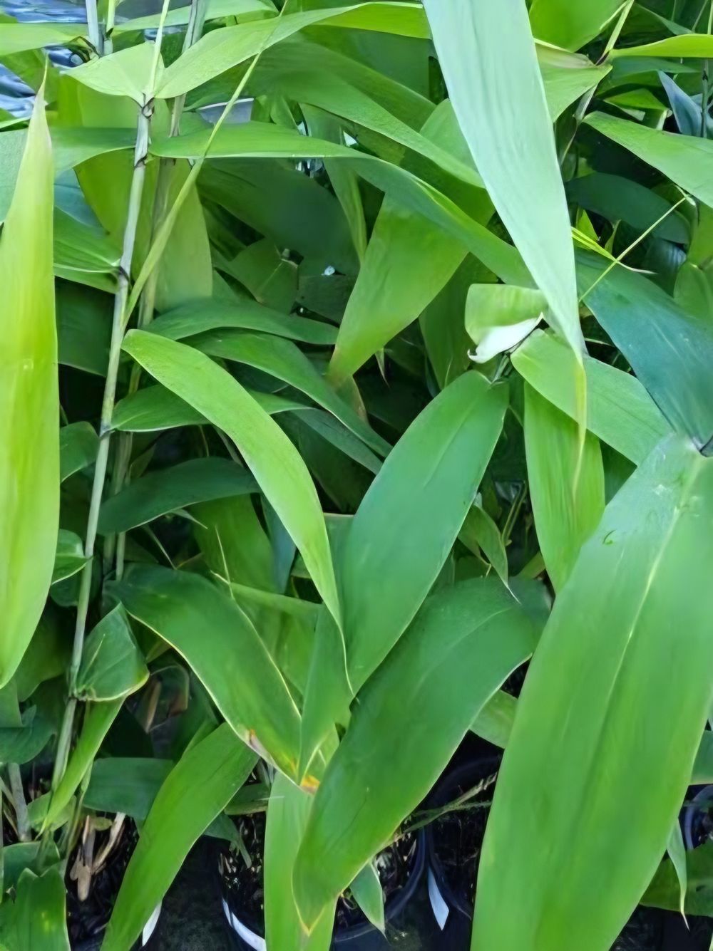 Thysanolaena Tiger Grass (5ltr)