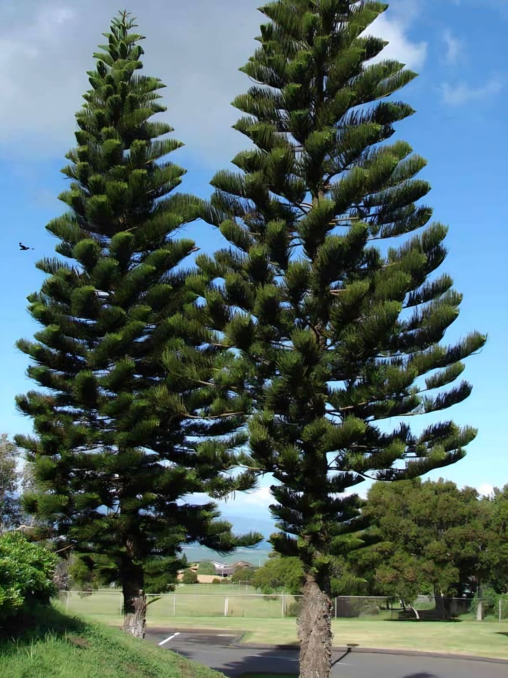 Araucaria columnaris Cook Pine (30ltr)
