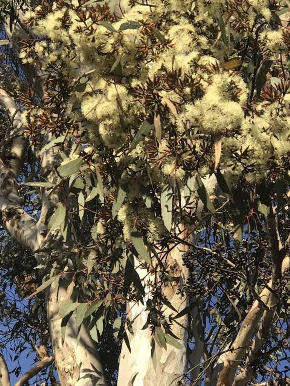Eucalyptus Wandoo (6ltr)