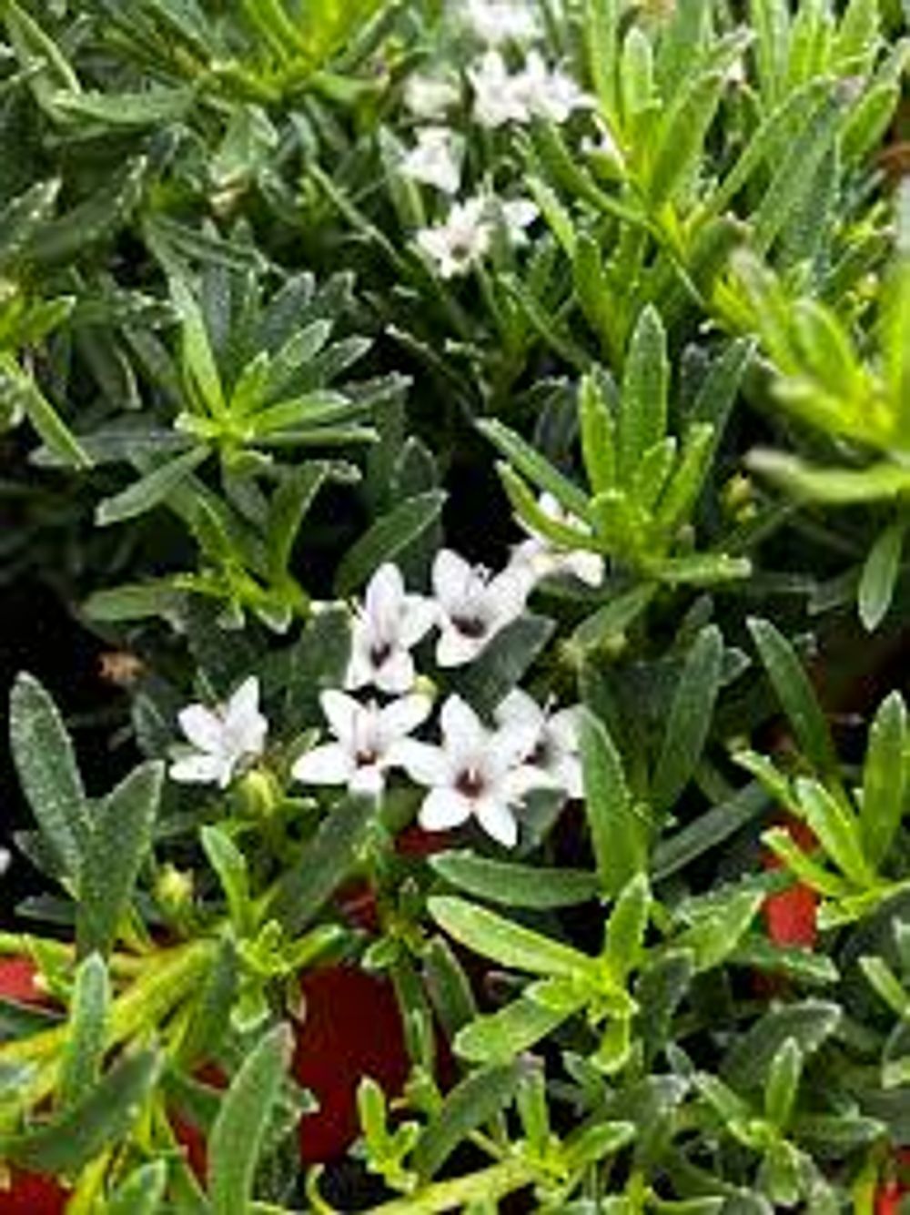 Myoporum Upright (14cm)