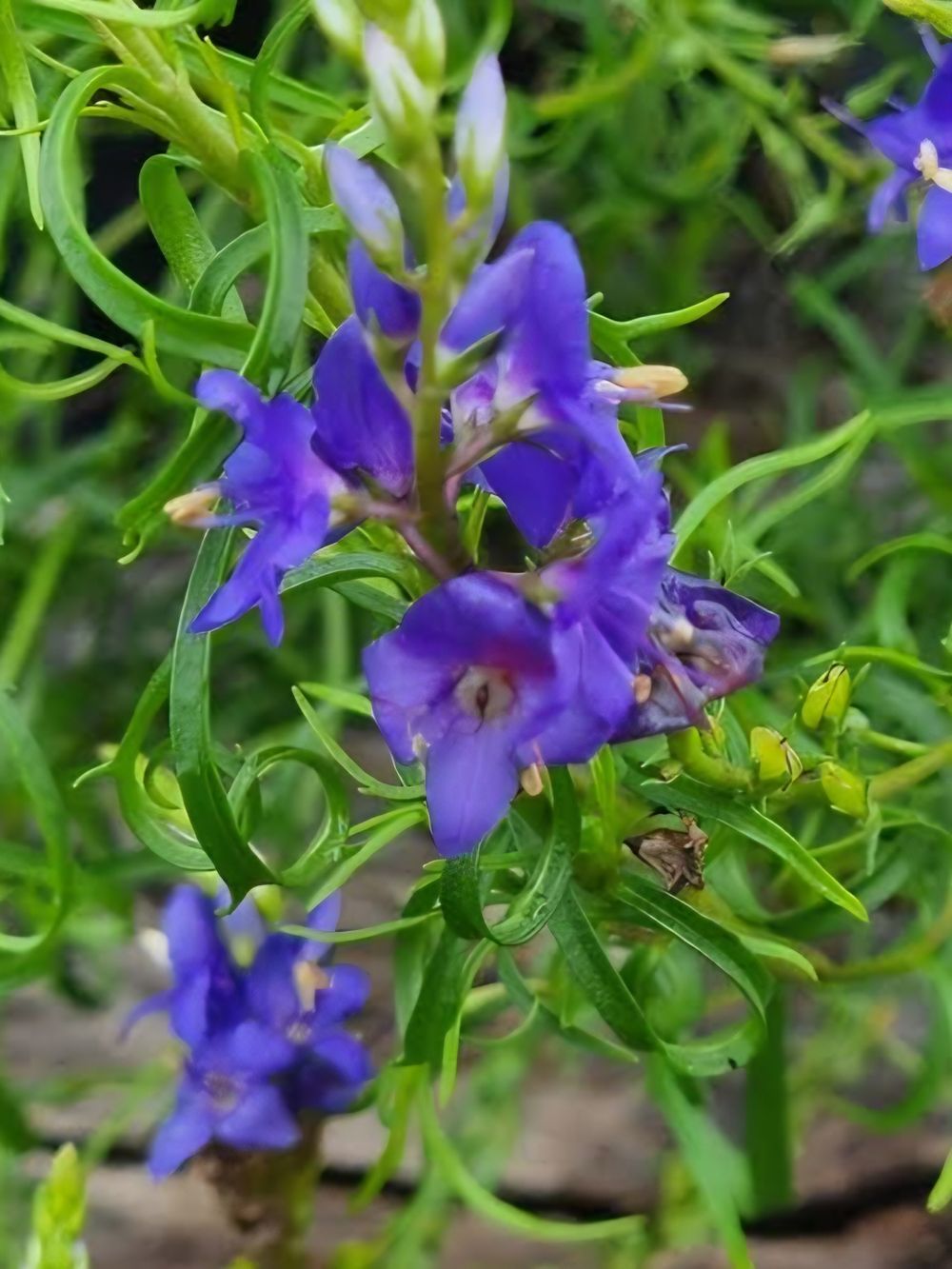 Derwentia arenaria (14cm)