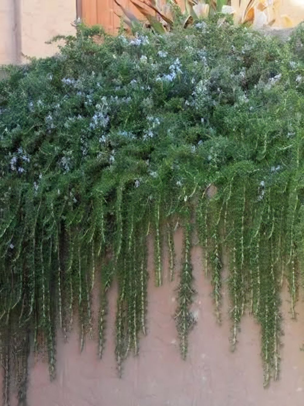 Rosemary Huntingtons Carpet (14cm)