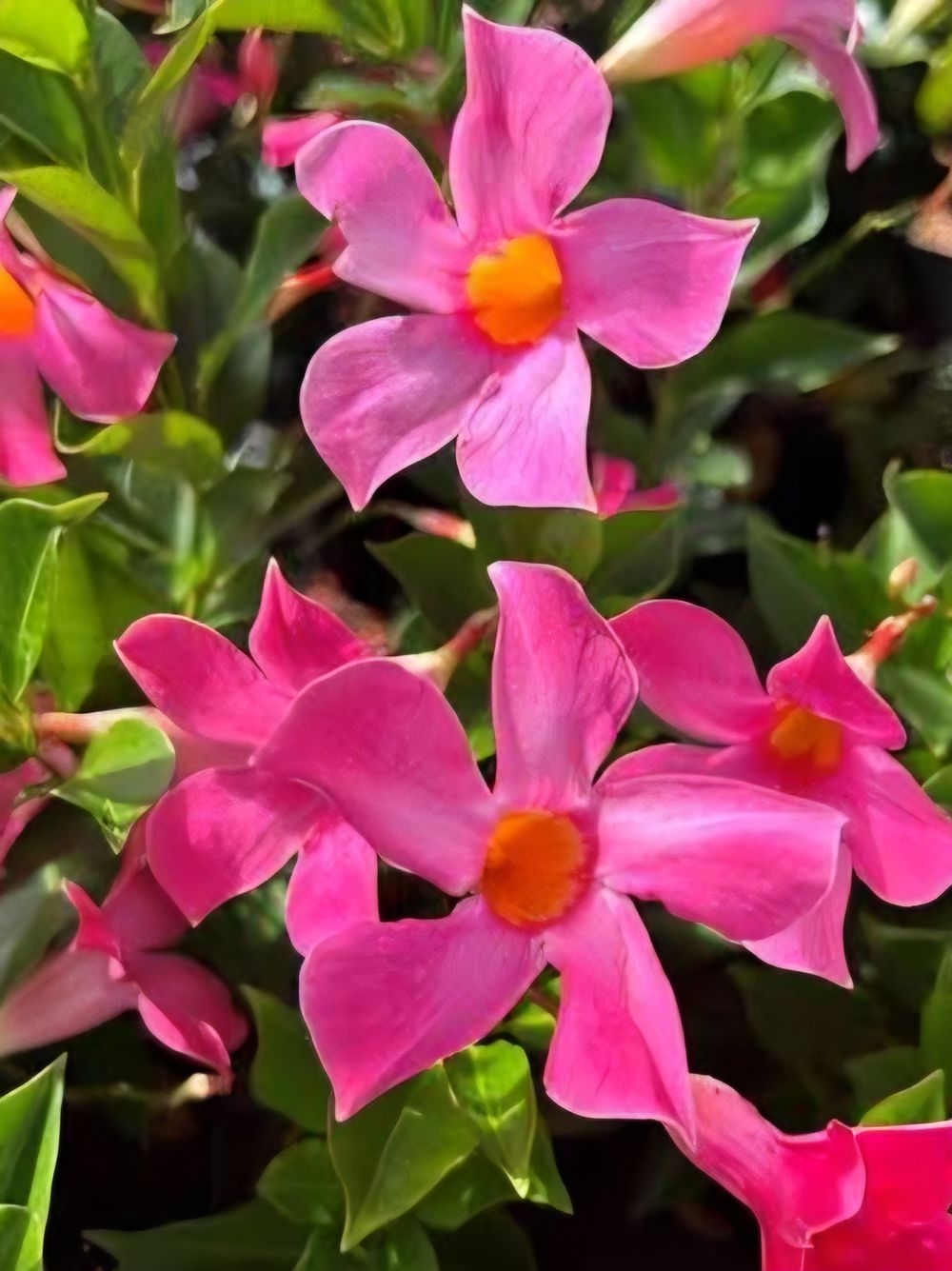Mandevilla Aloha Pink Perfection (20cm)