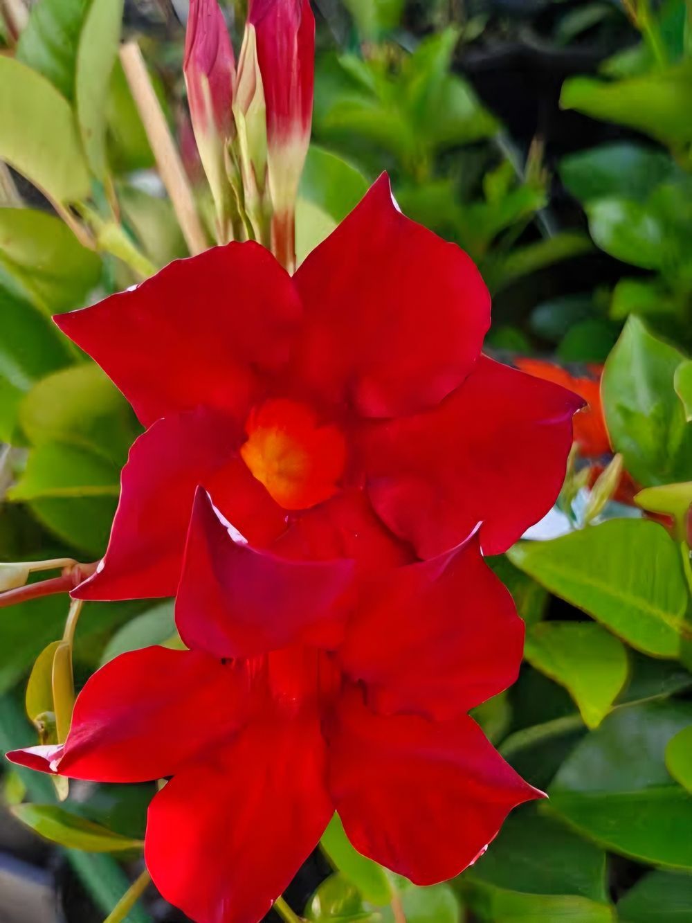 Mandevilla Aloha Red (20cm)