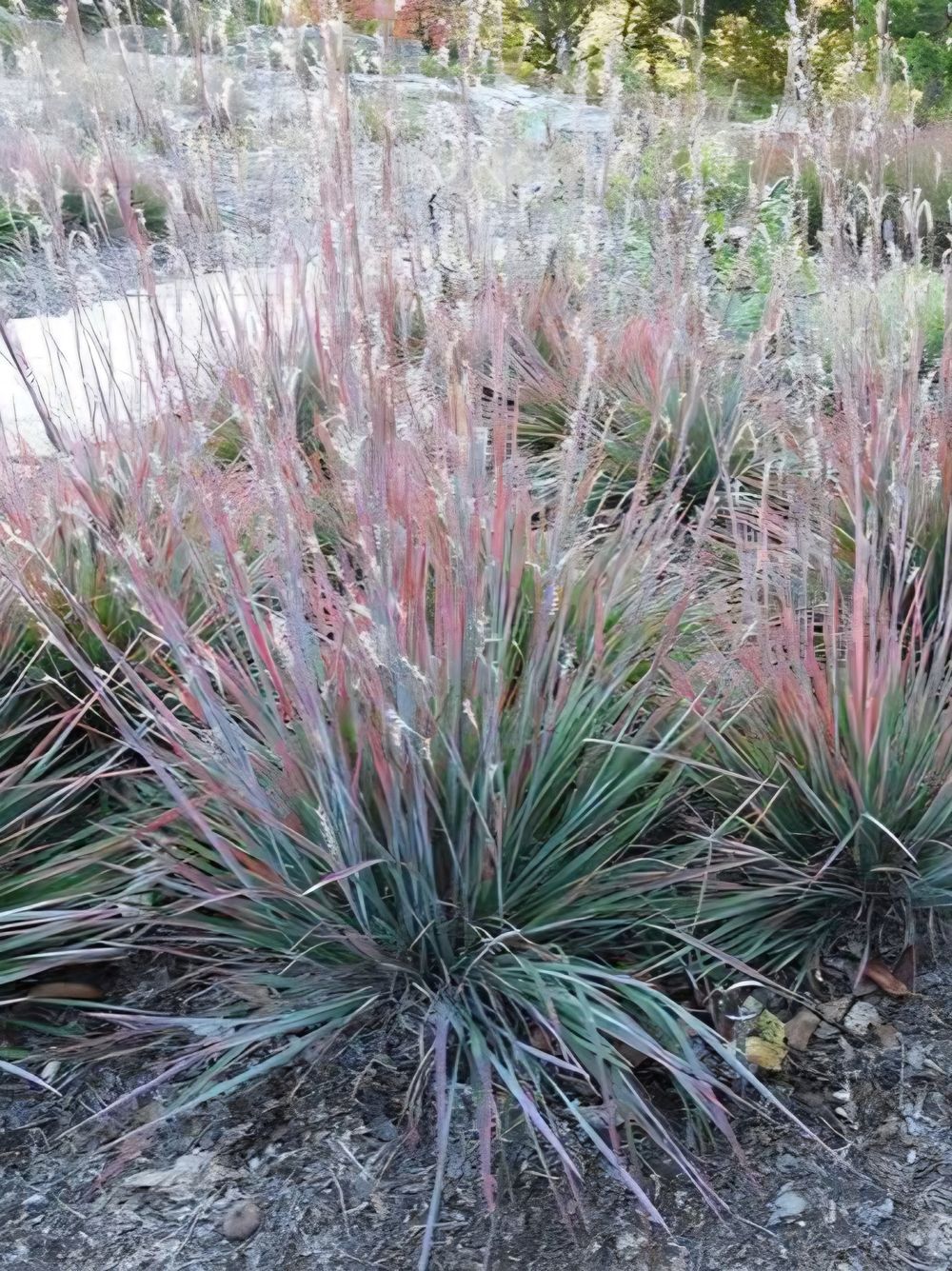 Schizachyrium Standing Ovation (14cm)