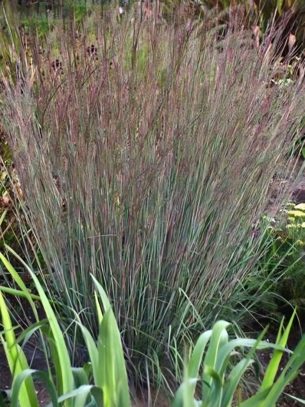Schizachyrium Blue Heaven (14cm)