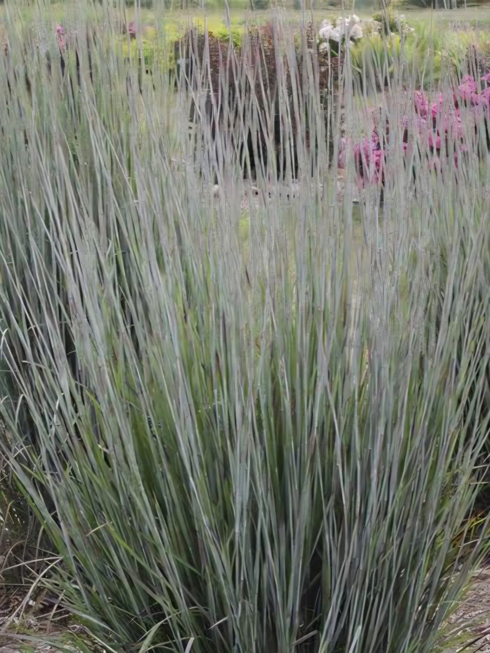 Schizachyrium Blue Paradise (14cm)