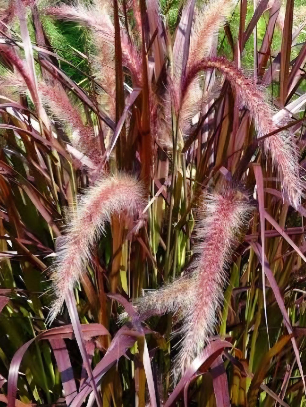 Pennisetum rubrum Purple Fountain (14cm)