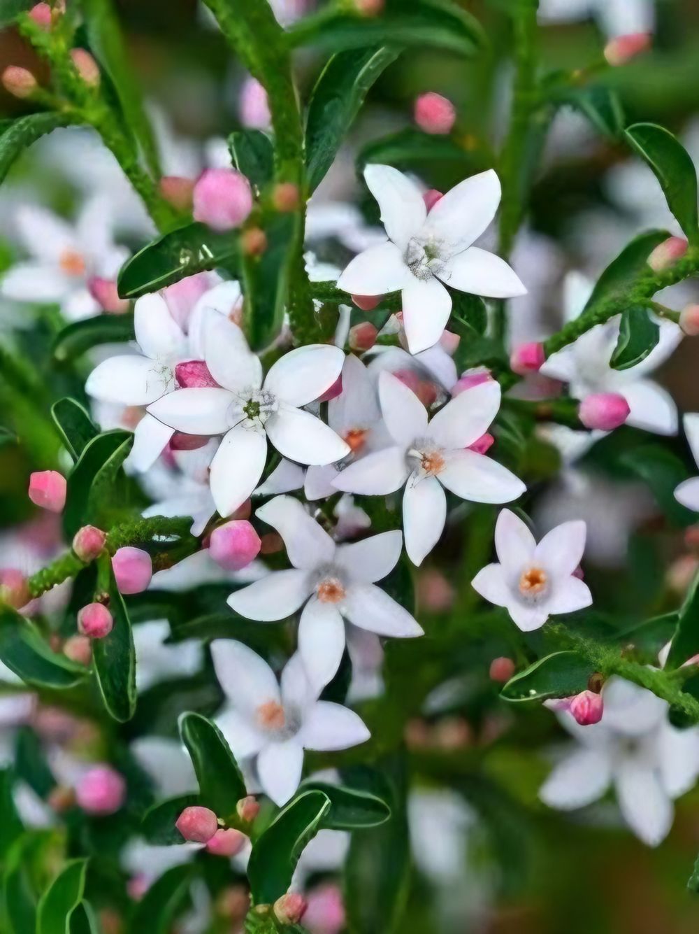 Philotheca Winter Rouge (20cm)