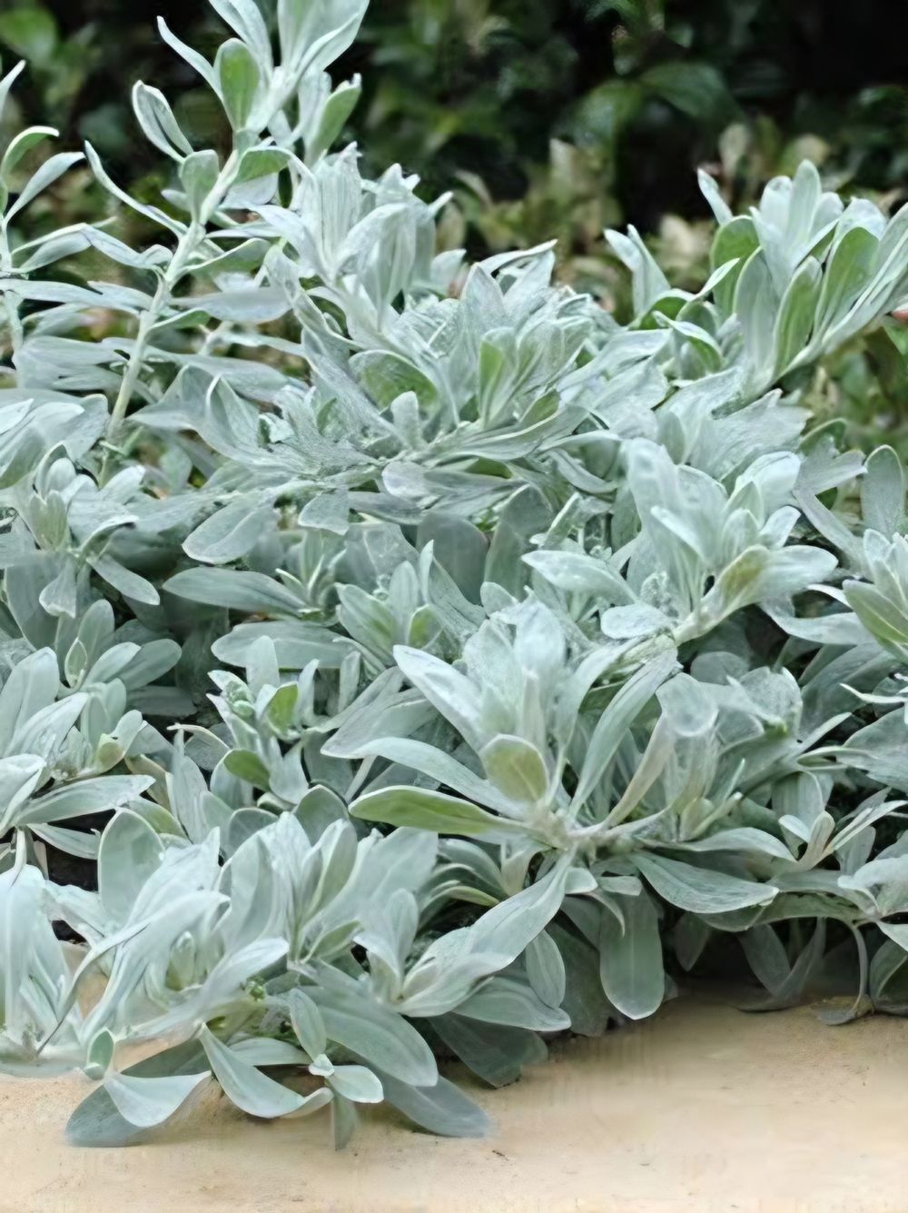 Eremophila Bue Horizon (20cm)