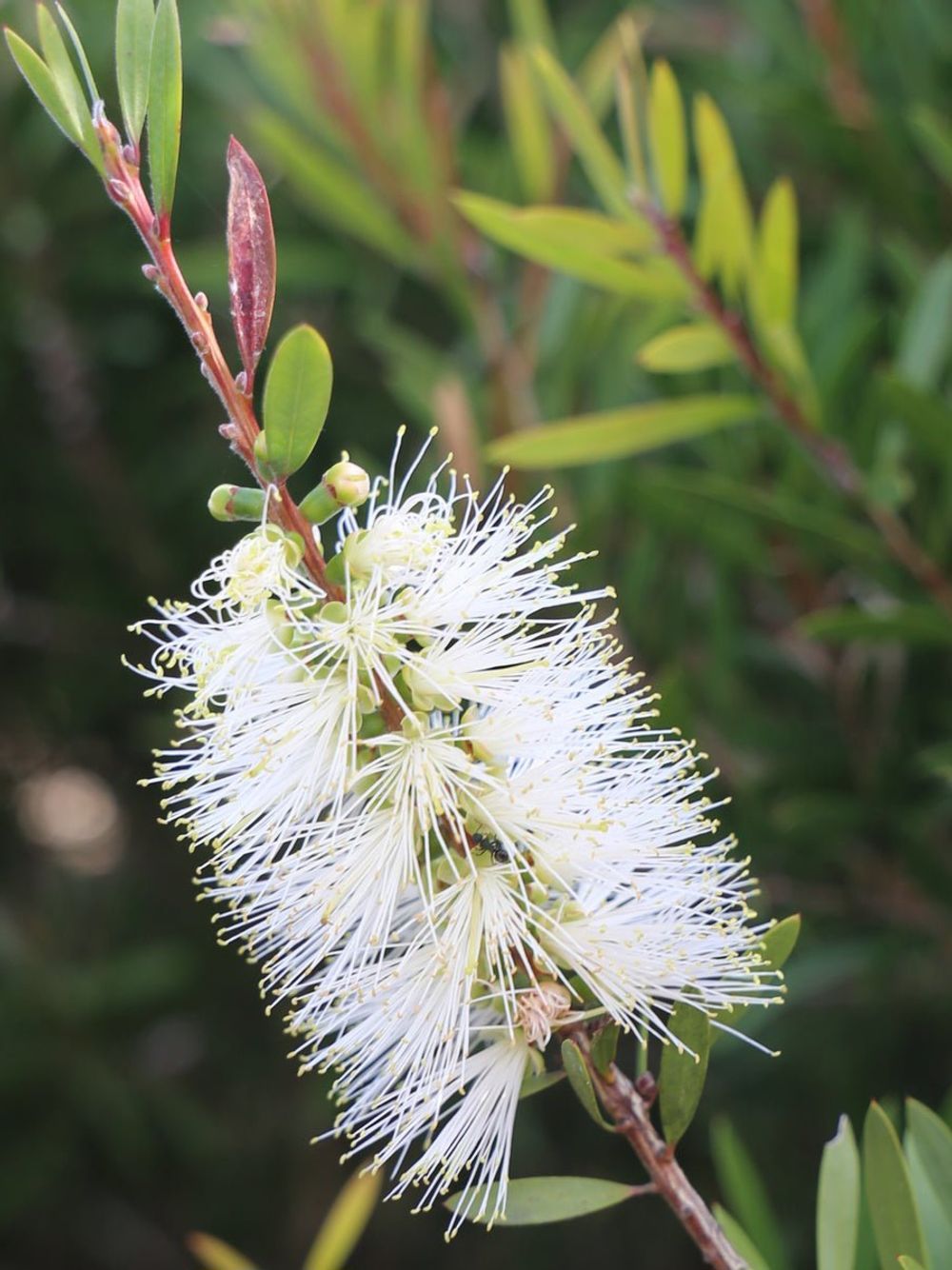 Callistemon Snow Burst (20cm)