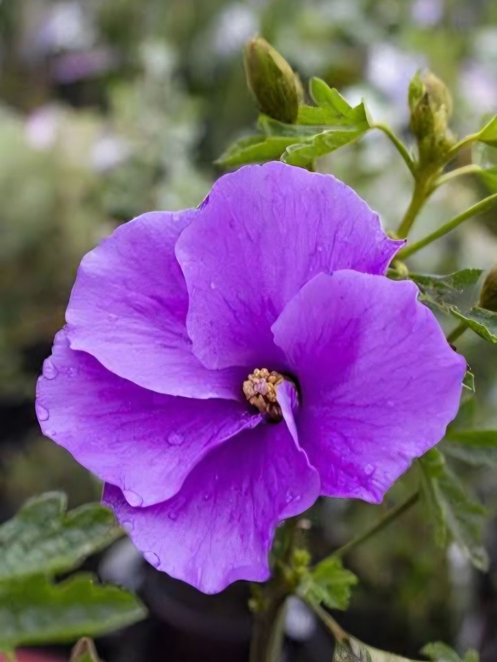 Alogyne huegelii West Coast Gem (20cm)