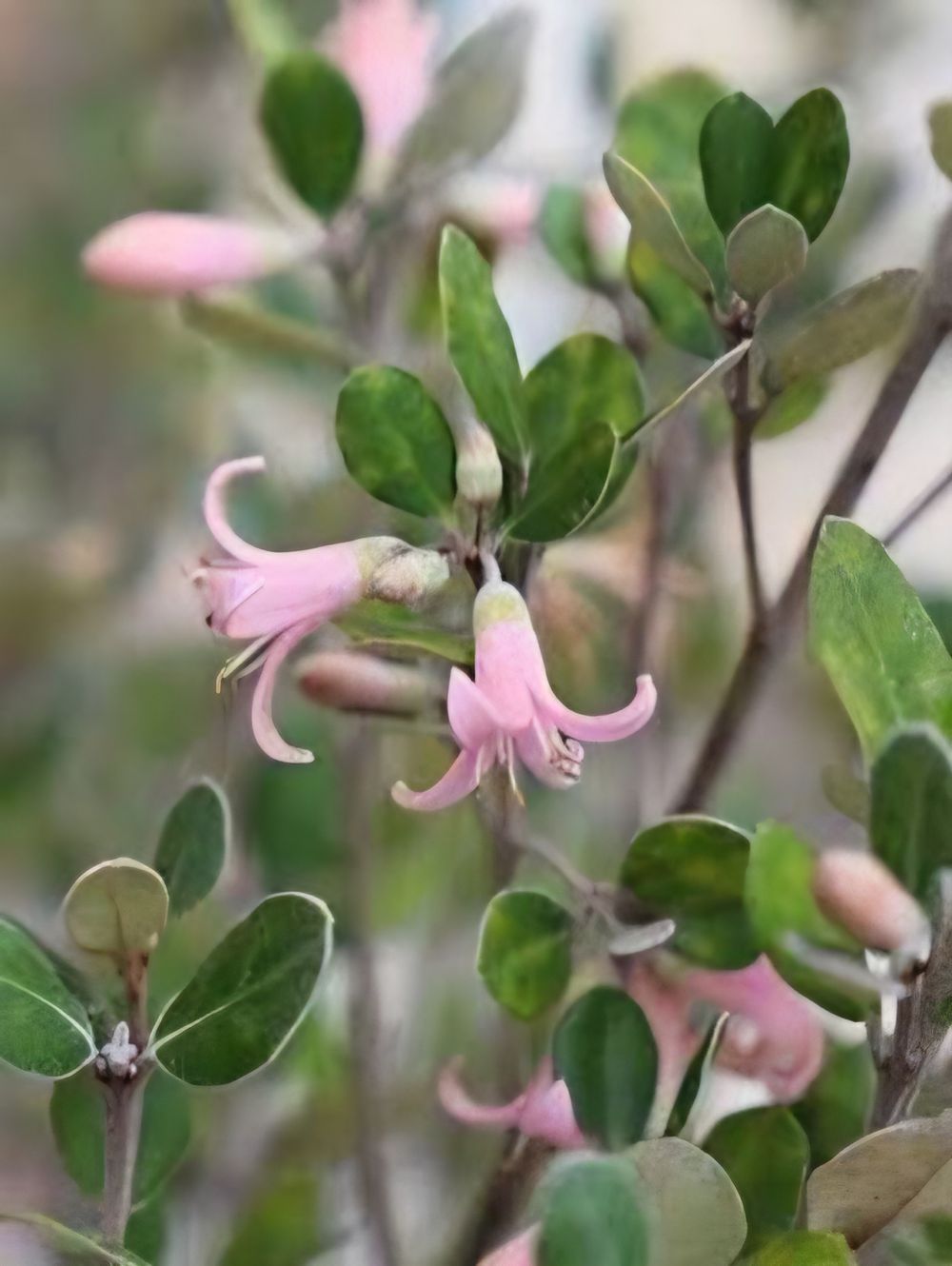 Correa Coastal Pink (20cm)