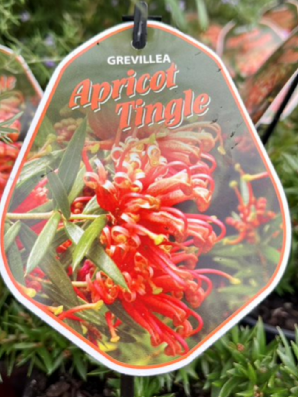Grevillea Apricot Tingle (20cm)