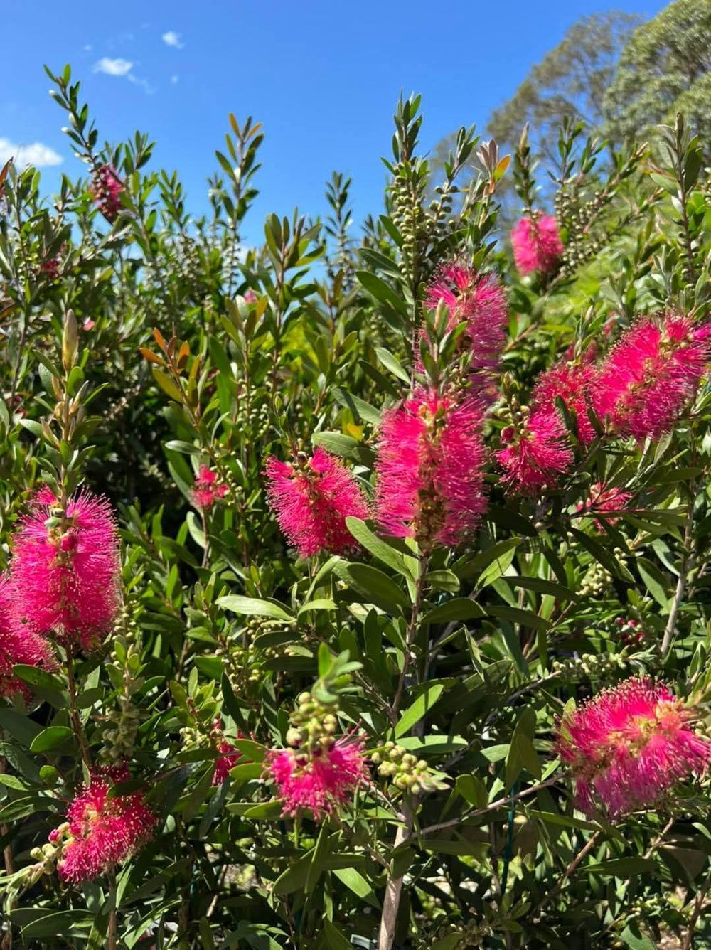 Callistemon Fluro Burst (20cm)