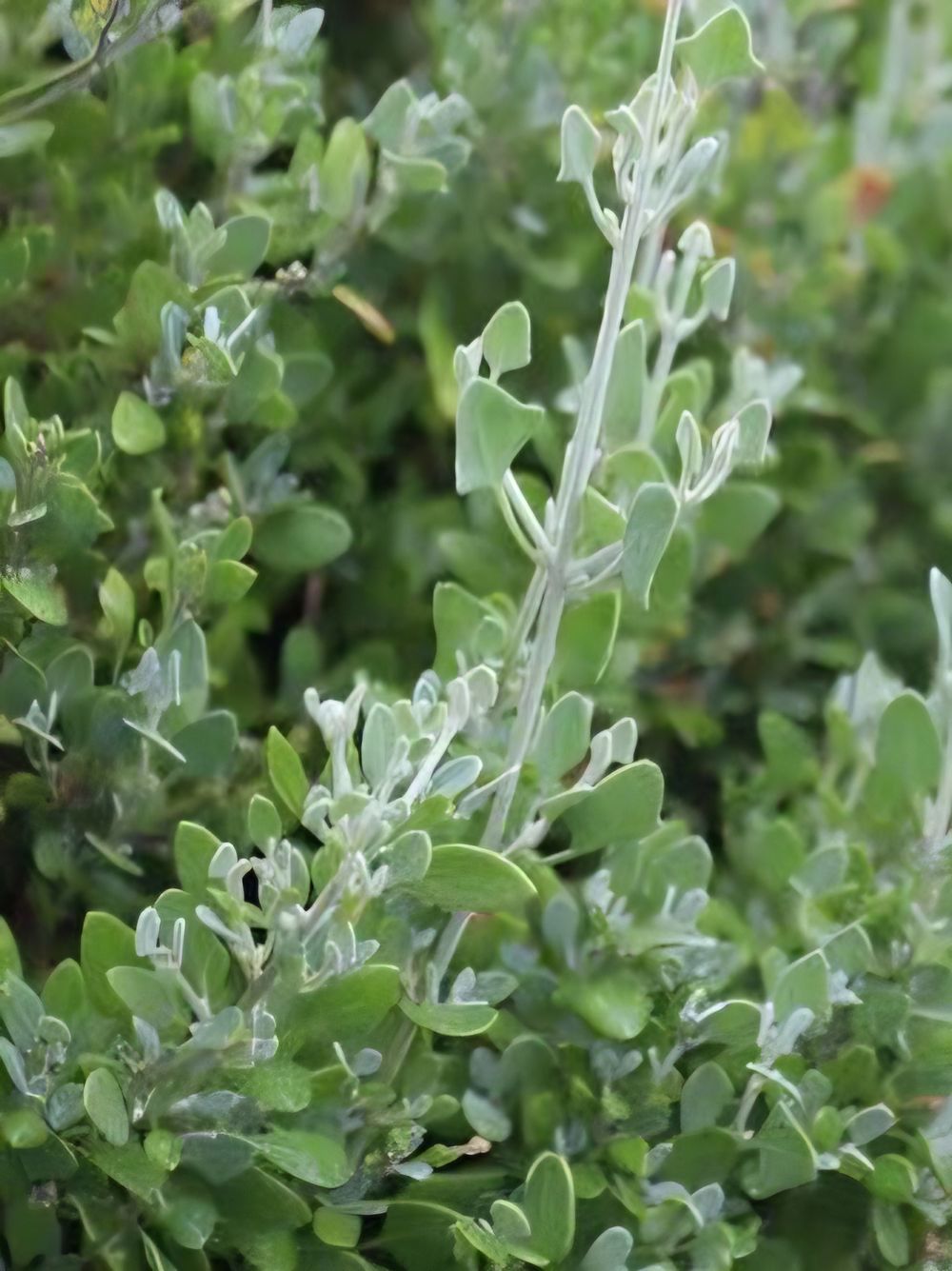 Rhagodia spinescens Silver Border Creeping Saltbush (20cm)