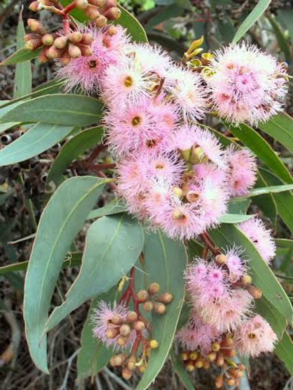 Eucalyptus lansdownia Crimson Mallee Box (20cm)