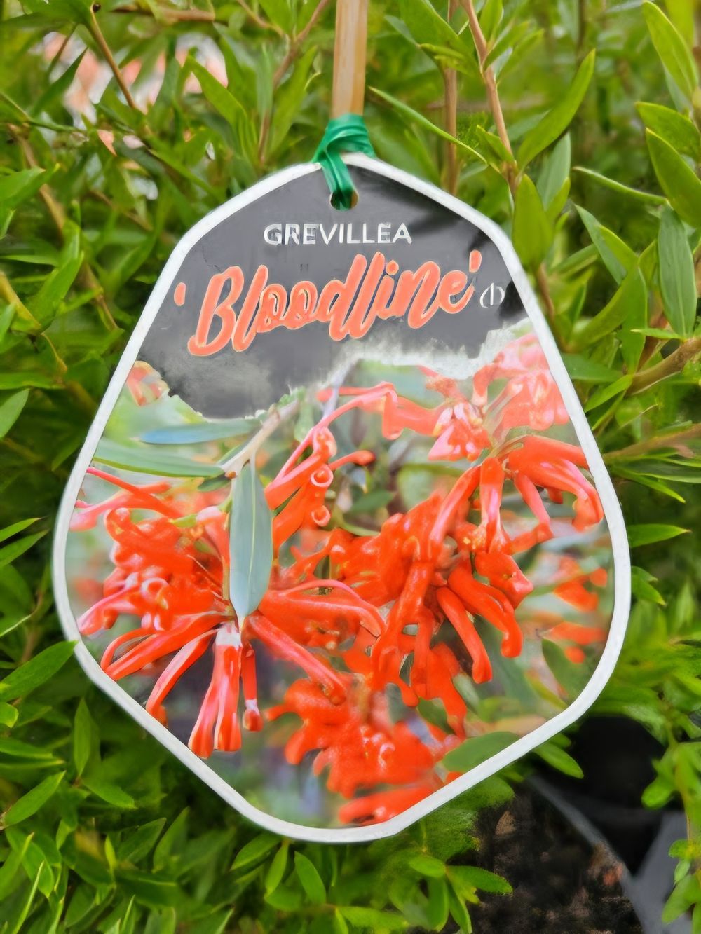 Grevillea Bloodline (20cm)