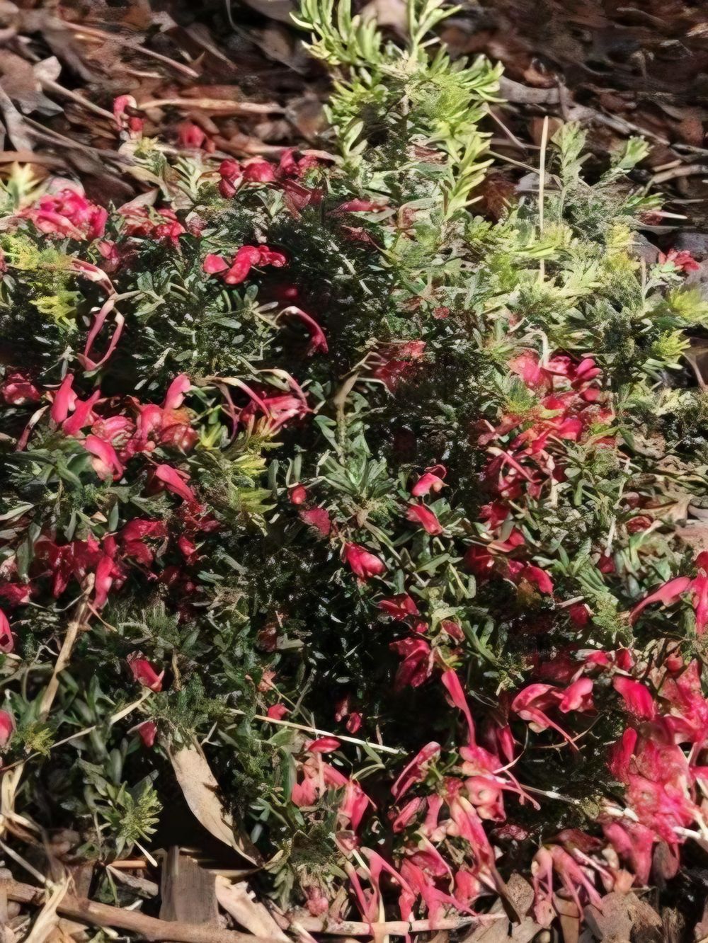 Grevillea Cherry Ripe (20cm)