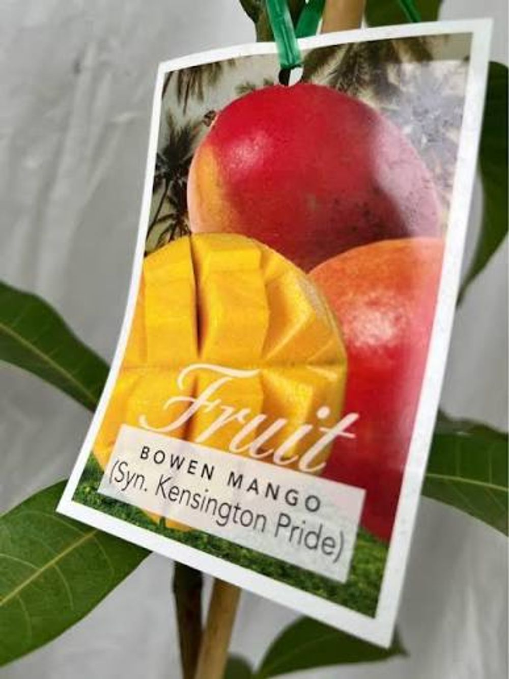 Mango Bowen KP Seedling (5lt)