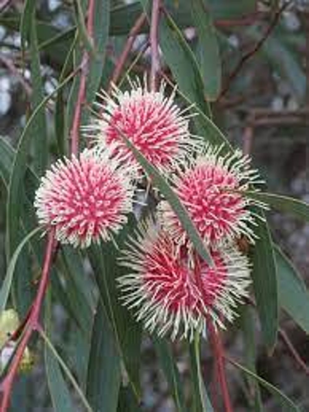 Hakea laurina Pin Cushion (14cm)
