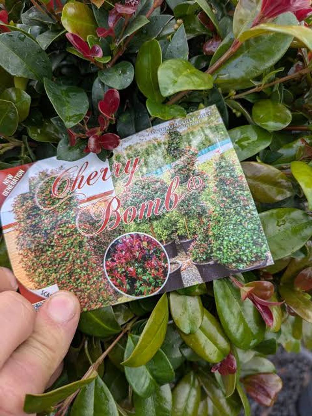 Syzygium Cherry Bomb (18cm)