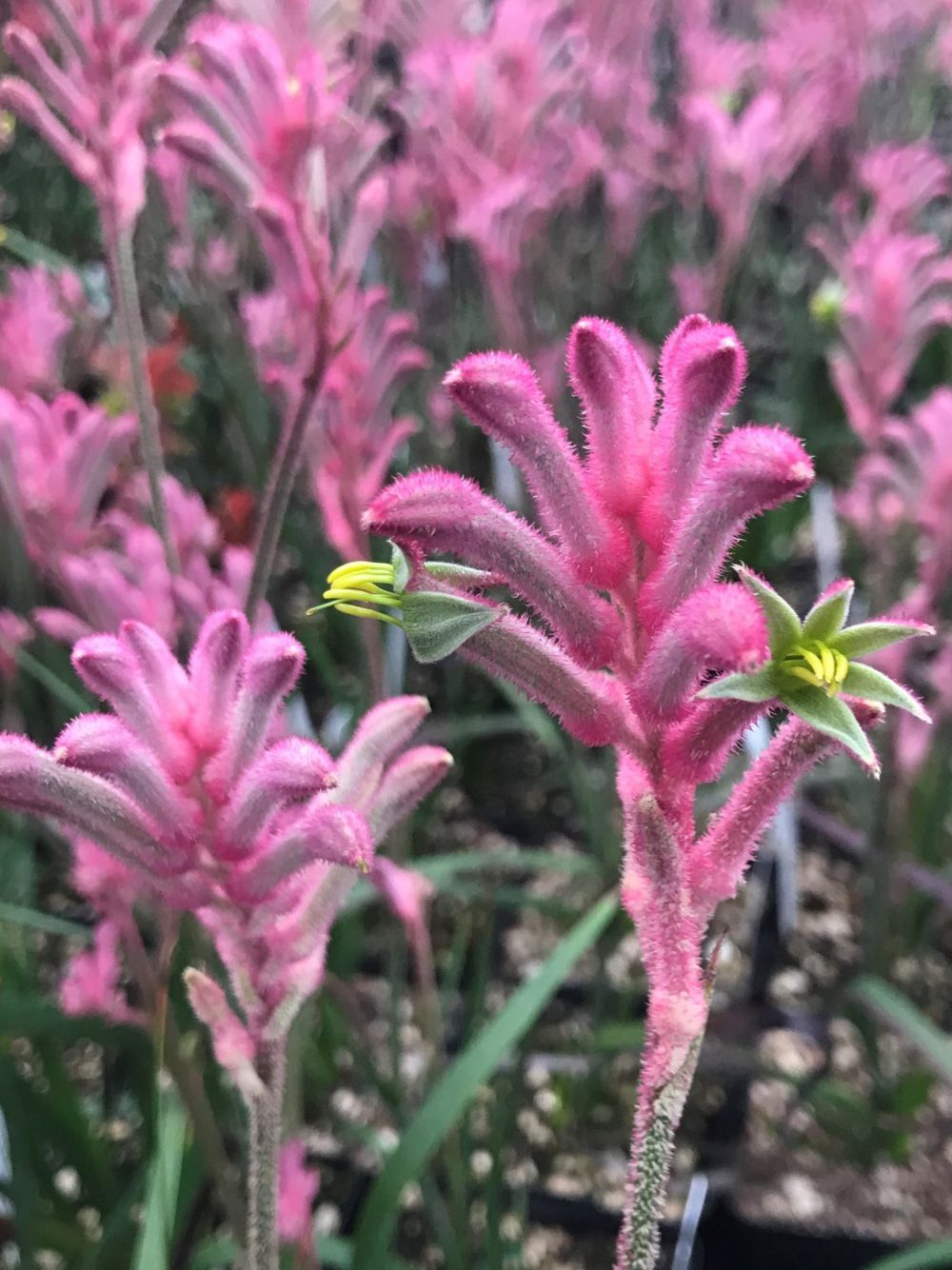 Anigozanthus Pink Beauty (14cm)
