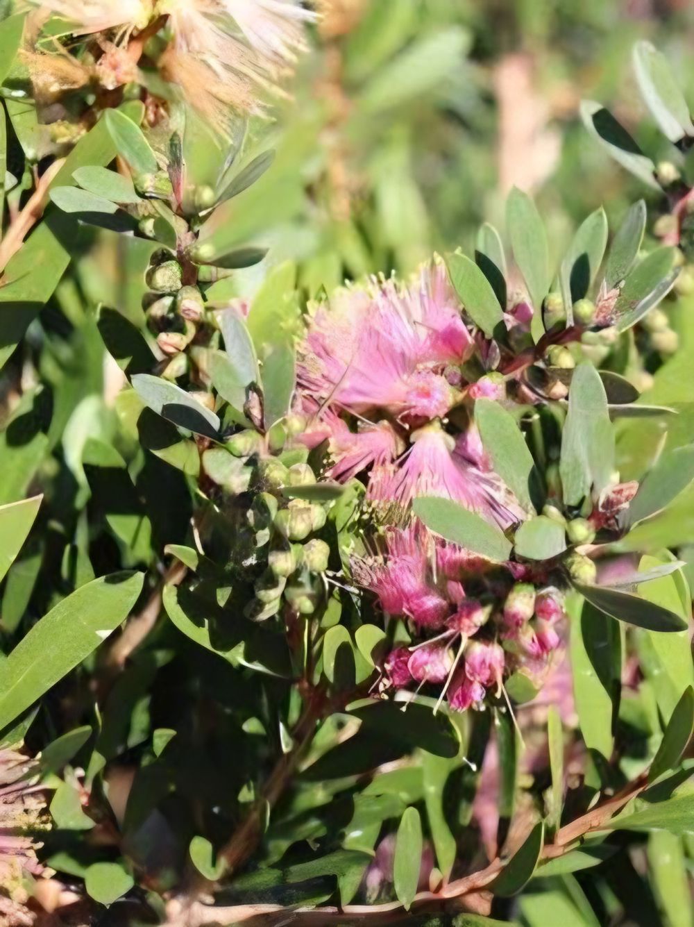 Callistemon Sweet Burst (20cm)