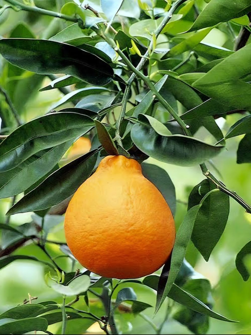 Tangelo Minneolo (4lt)