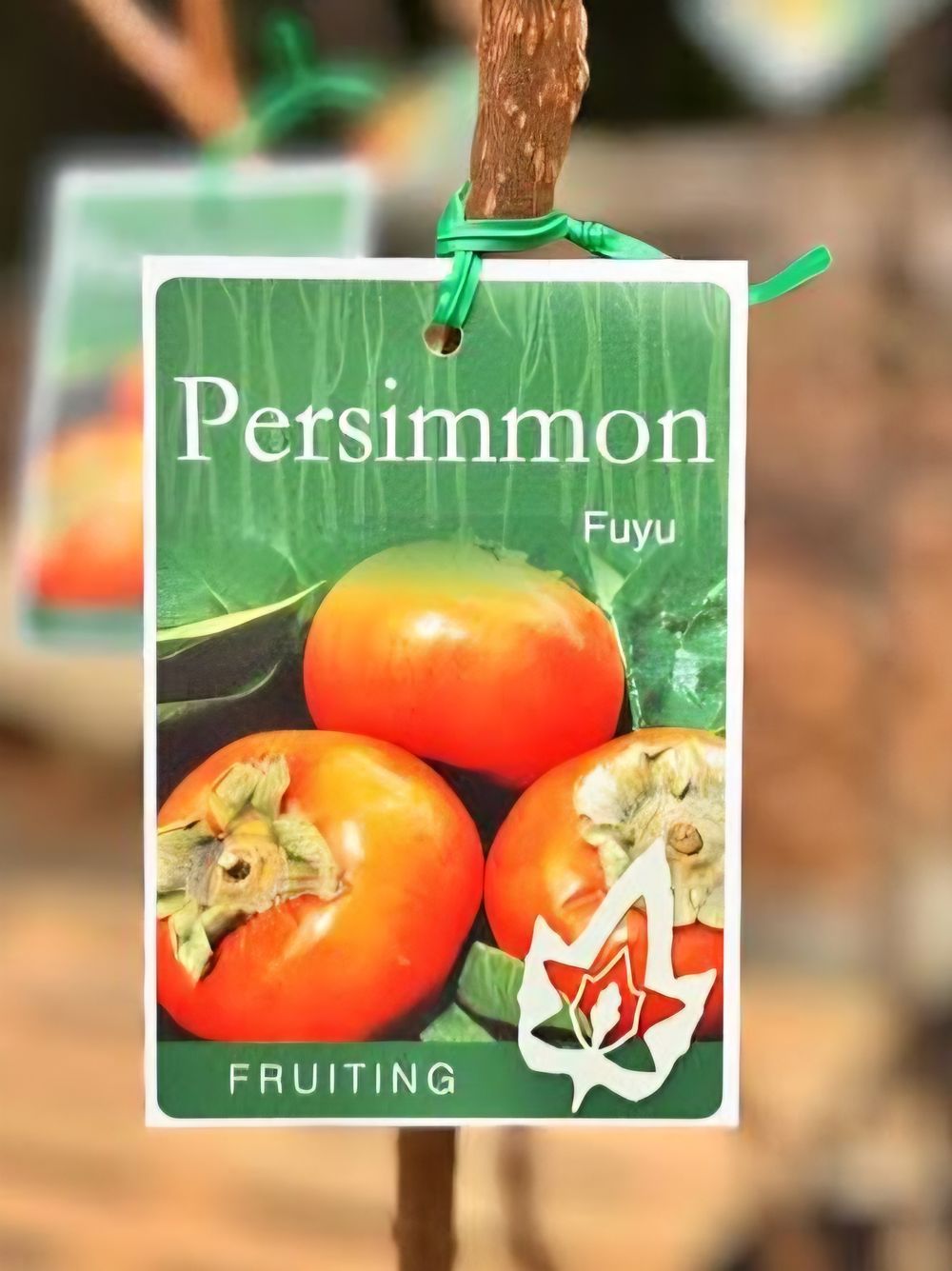 Persimmon Fuyu (4lt)