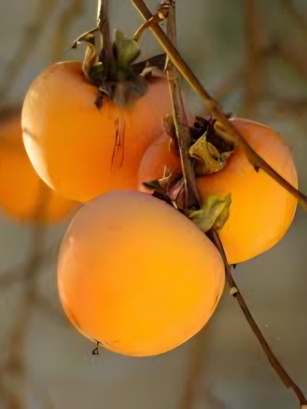 Persimmon Hana (4lt)