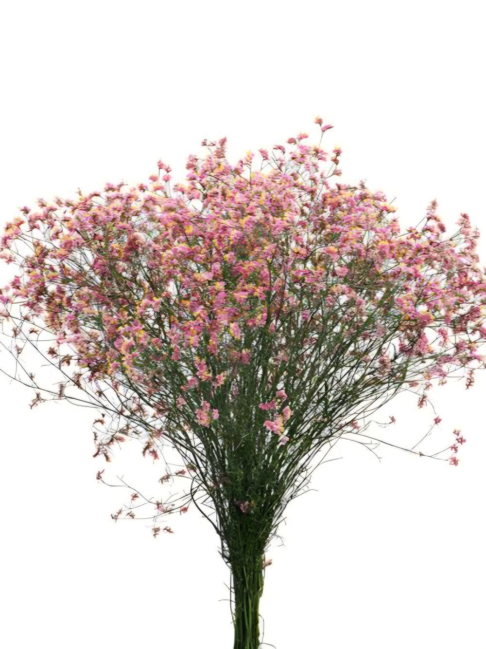 Limonium China Red (17cm)