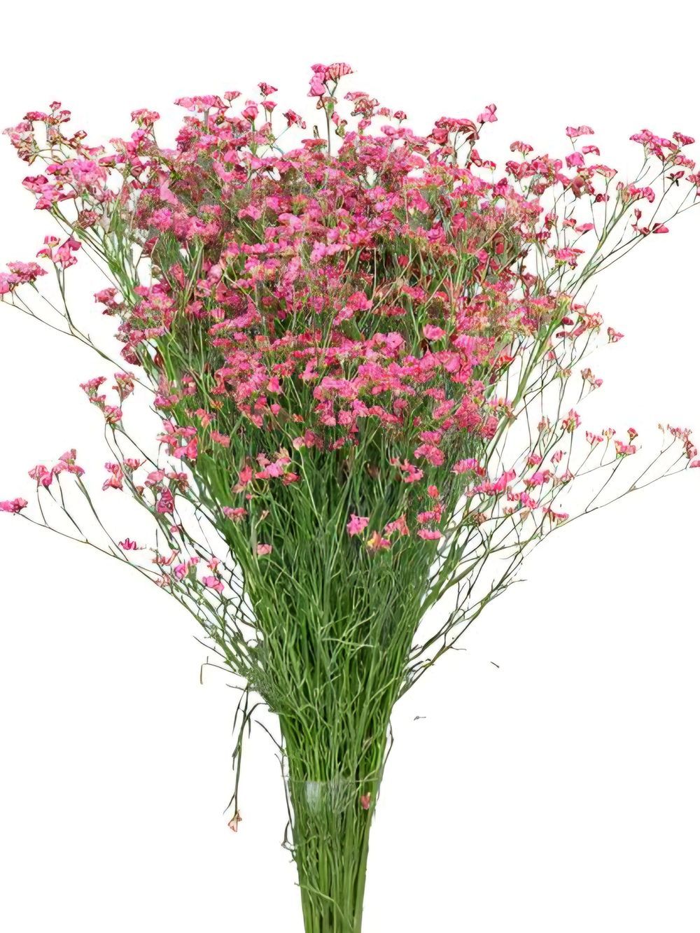 Limonium China Misty (17cm)