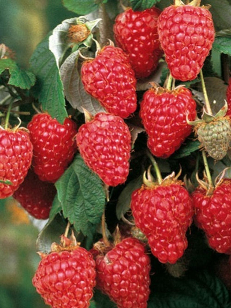Little Raspberry Potted Raspberry rubus Tulameen (20cm) – Everyday Potted Plants