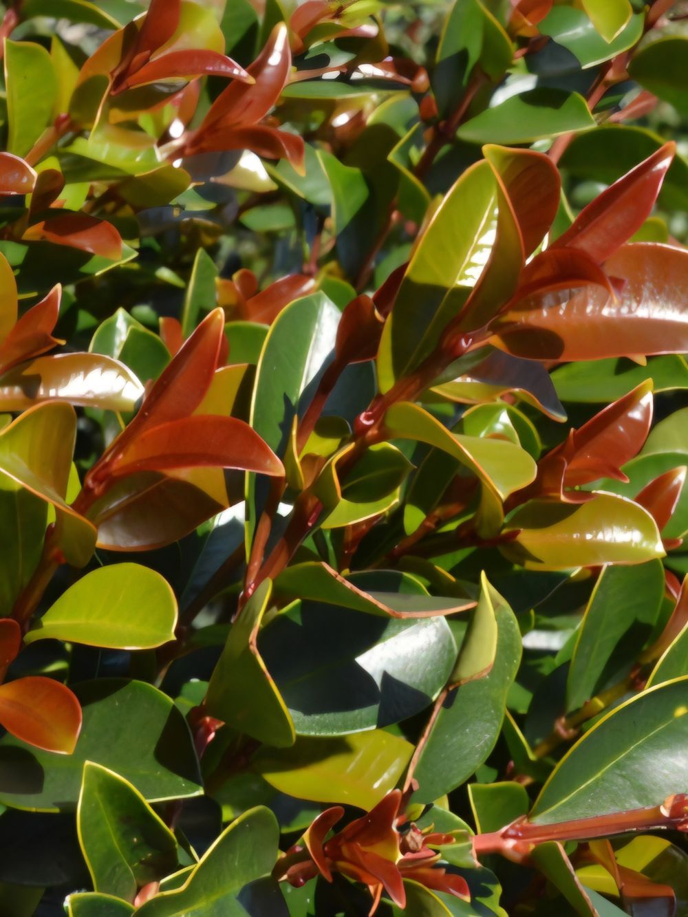 Syzygium Bush Cherry (20cm)