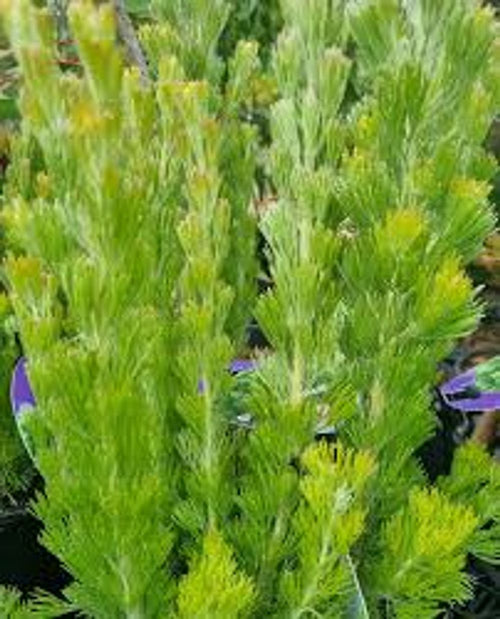 Adenanthos Silver Sensation (14cm)