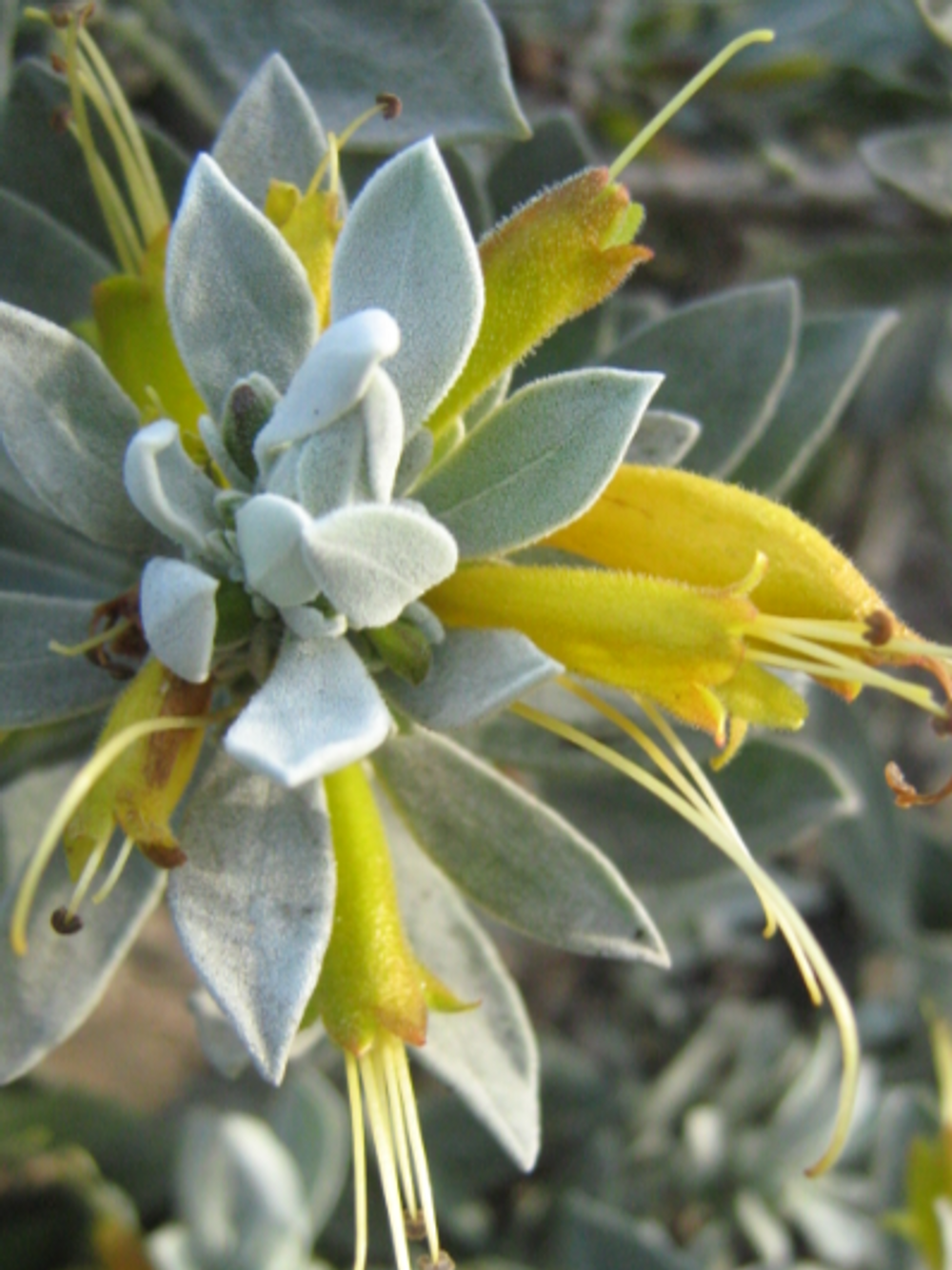 Eremophila Silver Ball (14cm)