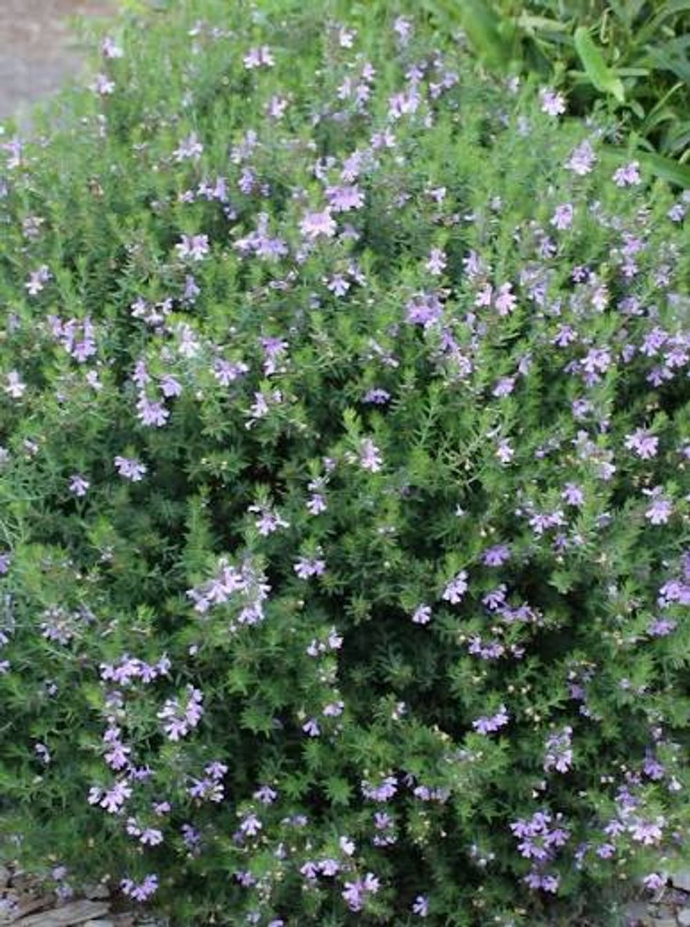 Westringia Blue Gem (14cm)