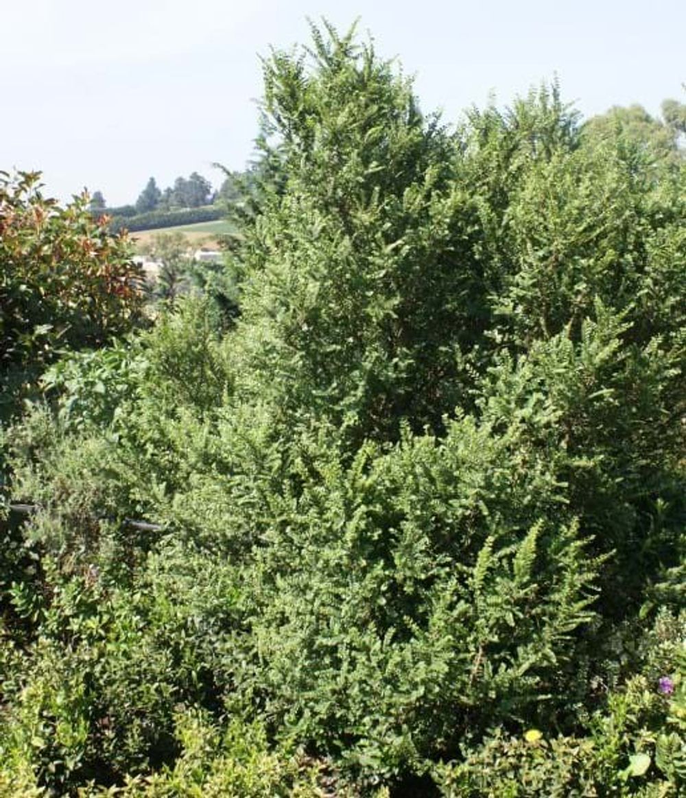 Ulmus parvifolia Clives Baby (6lt)