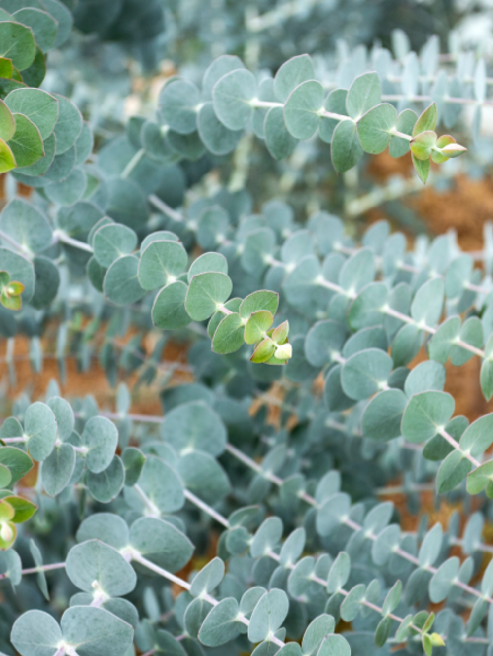 Eucalyptus Pulverulenta Silver Leafed Gum (20cm)