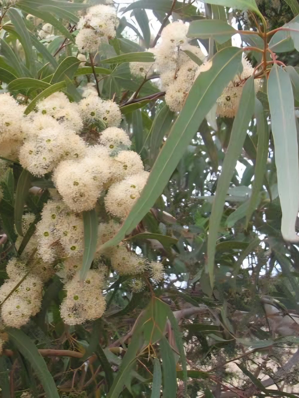 Eucalyptus Laeliae (20cm)