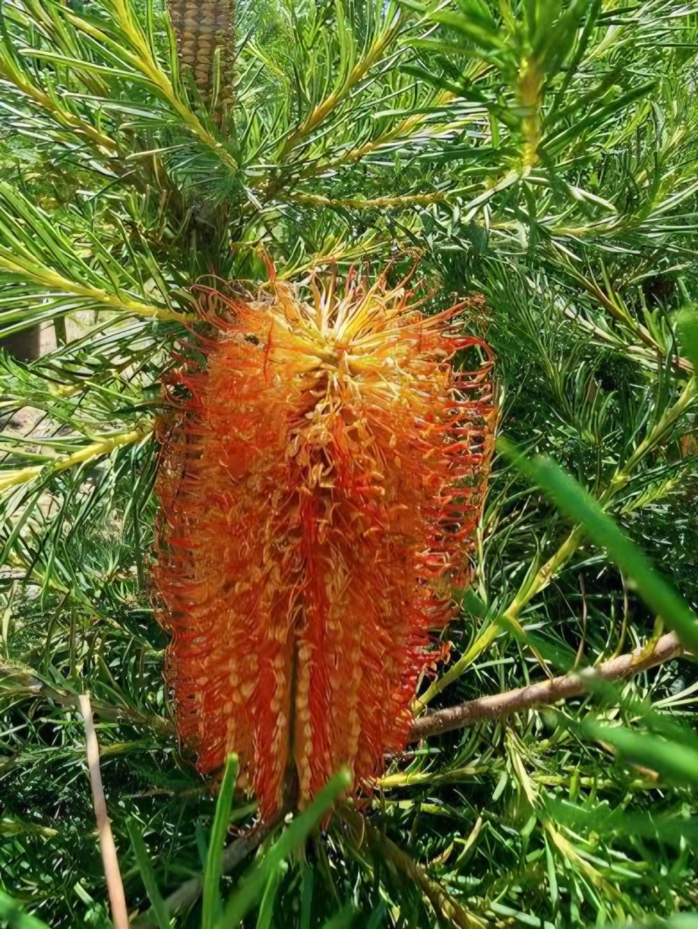 Banksia Bird Song (14cm)
