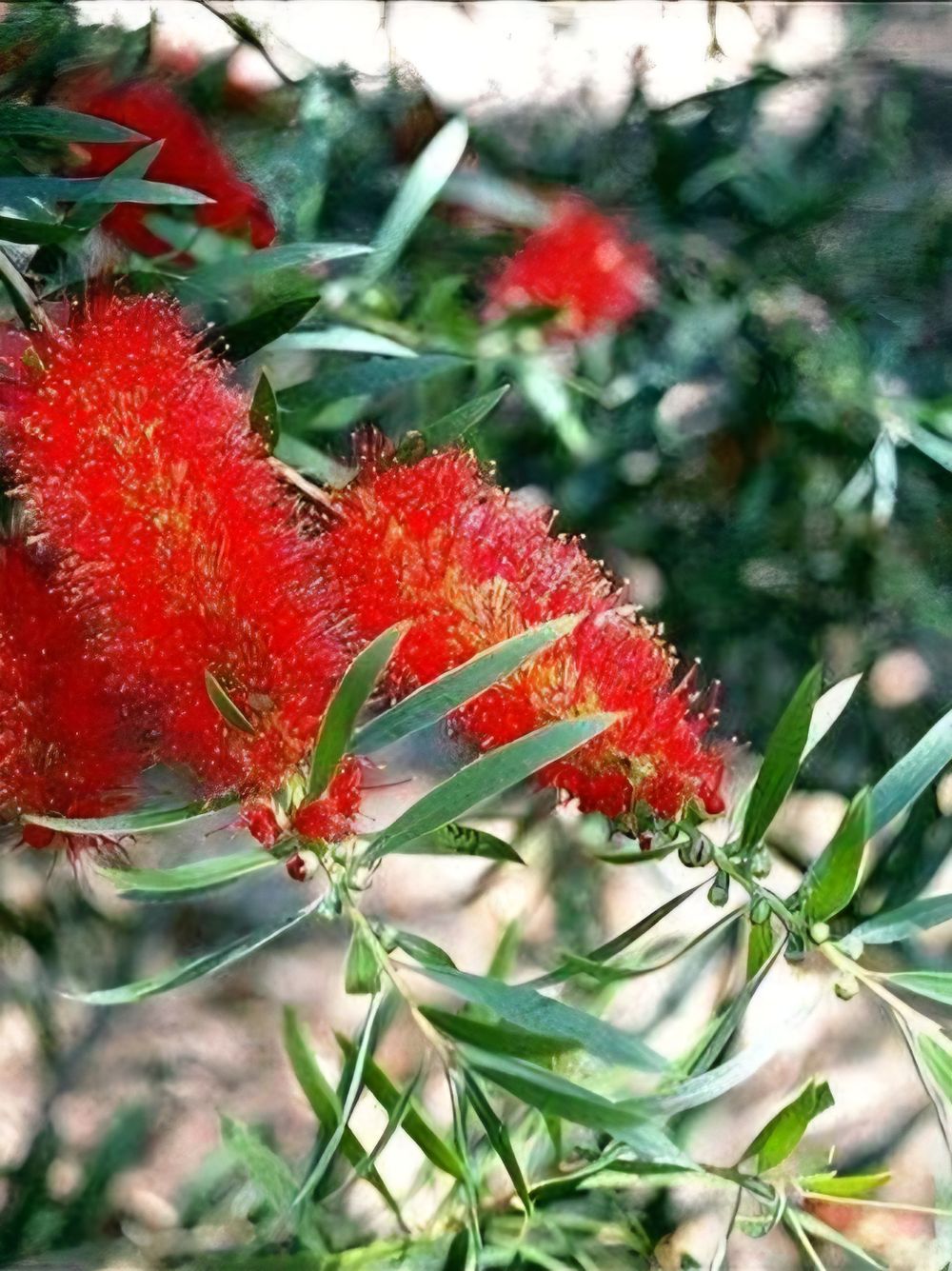 Callistemon Kings Park Special (6lt)