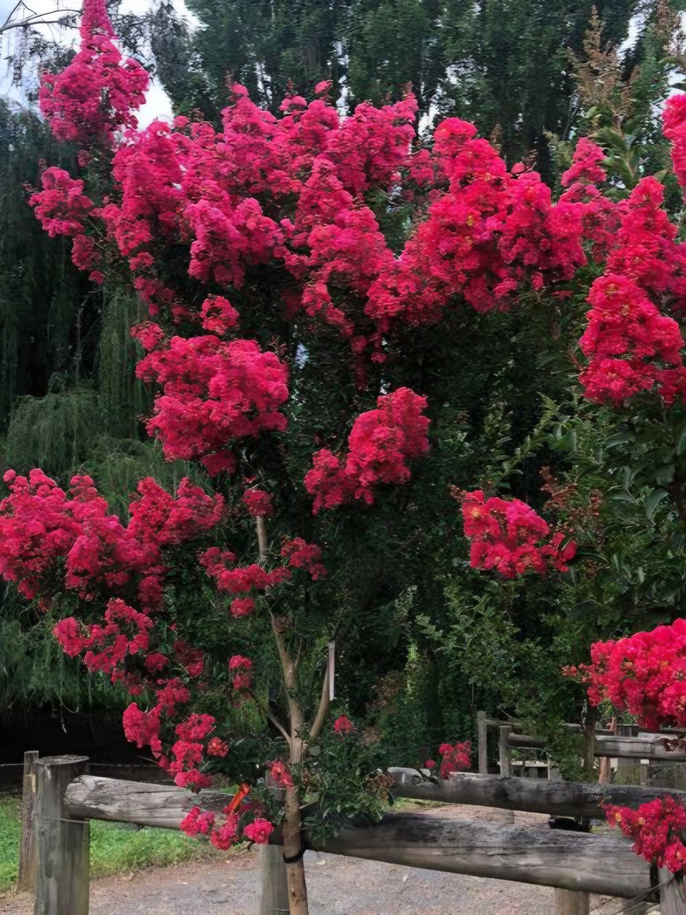lagerstroemia Tuscarora 6ltr