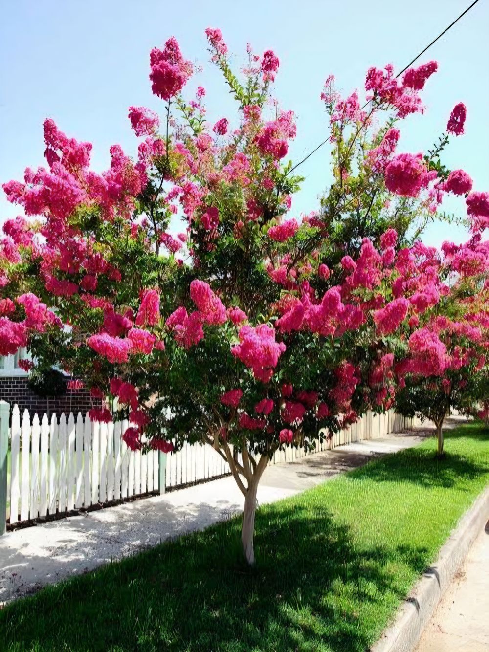 Lagerstroemia indica Tonto Crepe Myrtle (6lt)