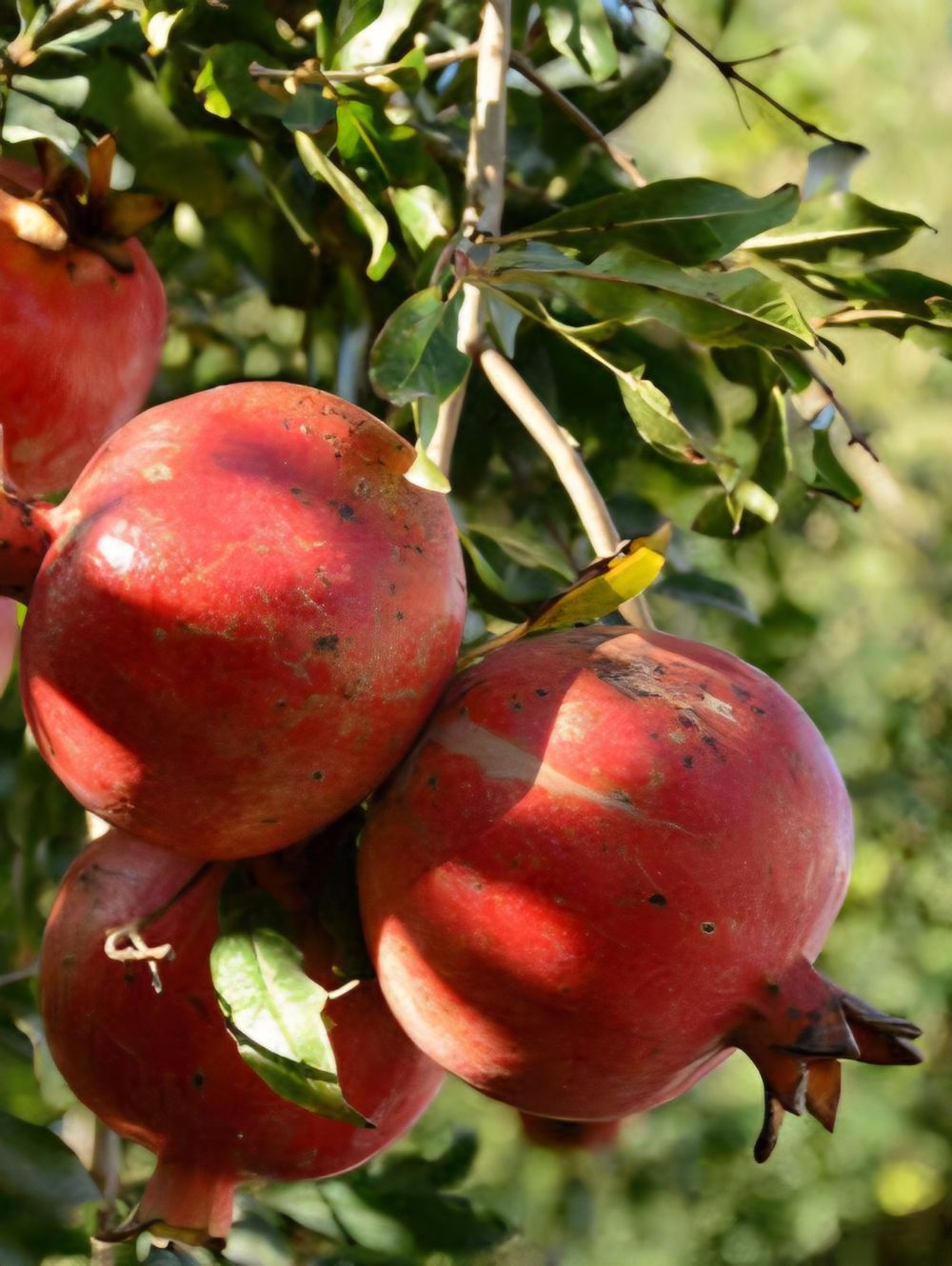 Pomegranate Azerbaijani (6lt)