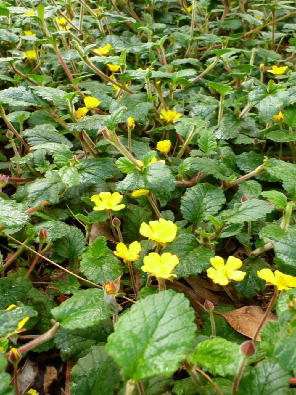 Hibbertia grossulariifolia Gooseberry Leaved Hibbertia (14cm)